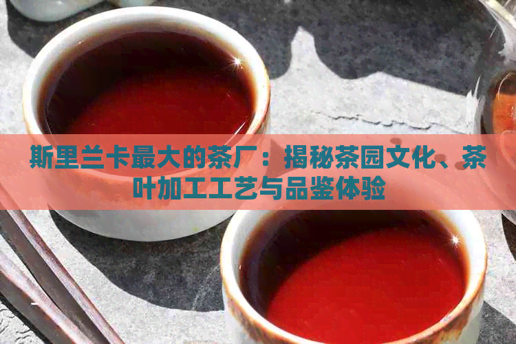 斯里兰卡更大的茶厂：揭秘茶园文化、茶叶加工工艺与品鉴体验