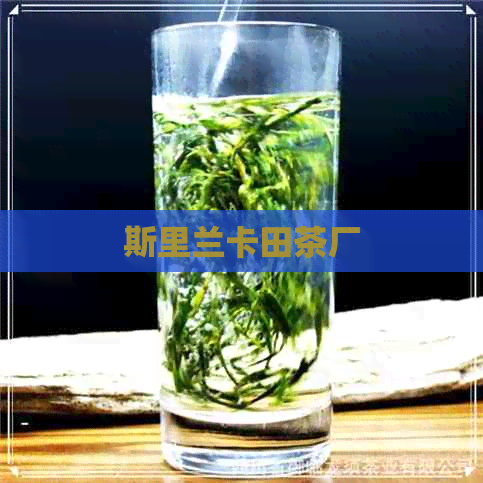 斯里兰卡田茶厂