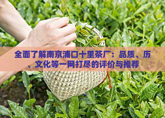 全面了解南京浦口十里茶厂：品质、历、文化等一网打尽的评价与推荐