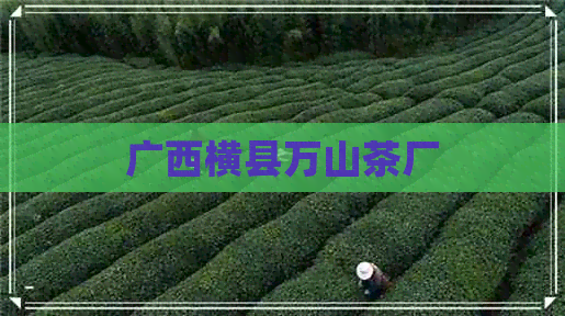 广西横县万山茶厂