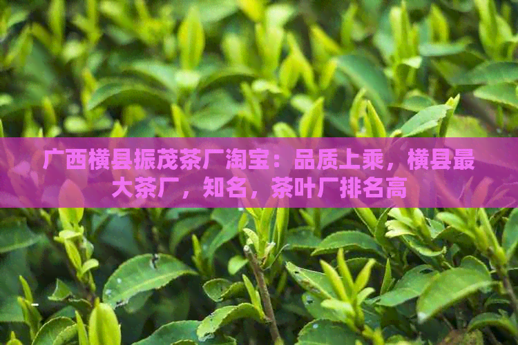 广西横县振茂茶厂淘宝：品质上乘，横县更大茶厂，知名，茶叶厂排名高