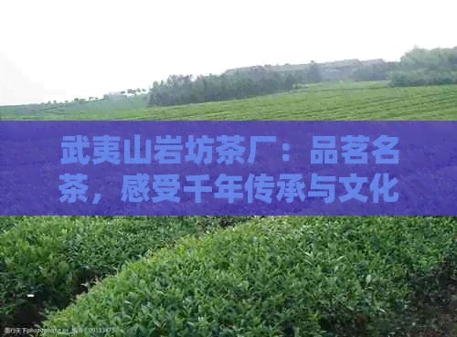 武夷山岩坊茶厂：品茗名茶，感受千年传承与文化底蕴