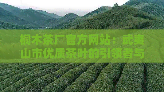 桐木茶厂官方网站：武夷山市优质茶叶的引领者与创新者