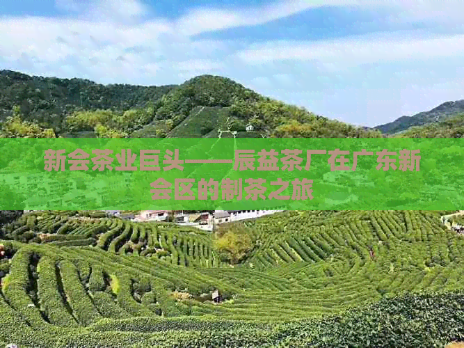 新会茶业巨头——辰益茶厂在广东新会区的制茶之旅