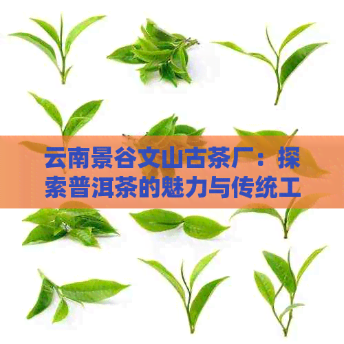 云南景谷文山古茶厂：探索普洱茶的魅力与传统工艺