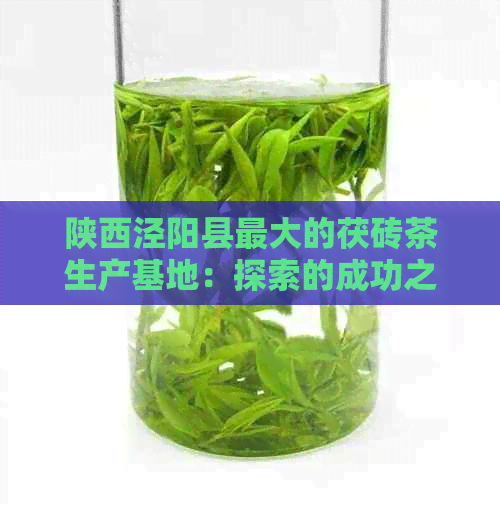 陕西泾阳县更大的茯砖茶生产基地：探索的成功之路