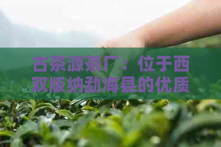 古茶源茶厂：位于西双版纳勐海县的优质茶叶生产基地