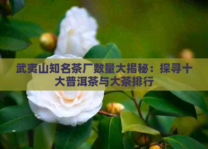 武夷山知名茶厂数量大揭秘：探寻十大普洱茶与大茶排行