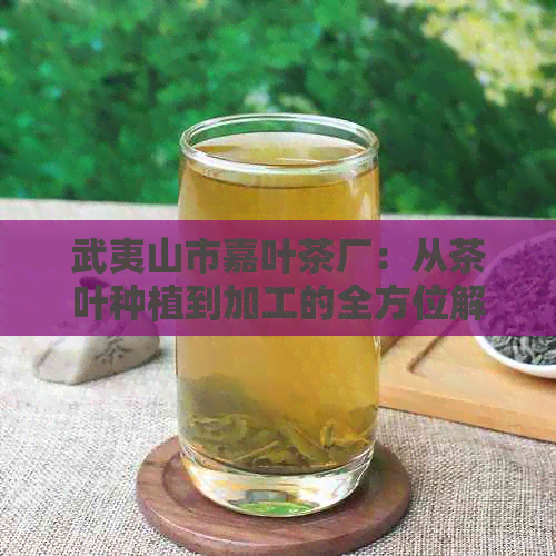 武夷山市嘉叶茶厂：从茶叶种植到加工的全方位解答，探索高品质茶叶的秘密