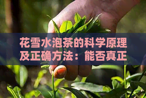 花雪水泡茶的科学原理及正确方法：能否真正提升茶叶品质？