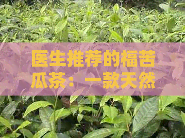 医生推荐的福苦瓜茶：一款天然减肥利器