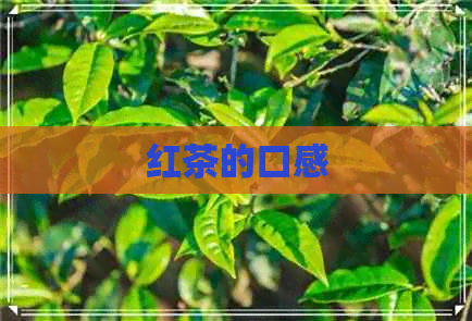 红茶的口感