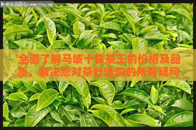 '全面了解马坡十株茶王的价格及品质，解决您对茶叶选购的所有疑问'