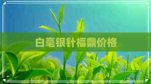 白毫银针福鼎价格