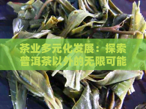 茶业多元化发展：探索普洱茶以外的无限可能