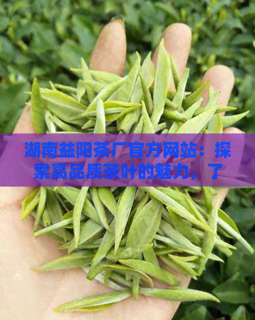 湖南益阳茶厂官方网站：探索高品质茶叶的魅力，了解制作过程及购买方式