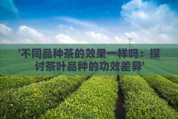 '不同品种茶的效果一样吗：探讨茶叶品种的功效差异'