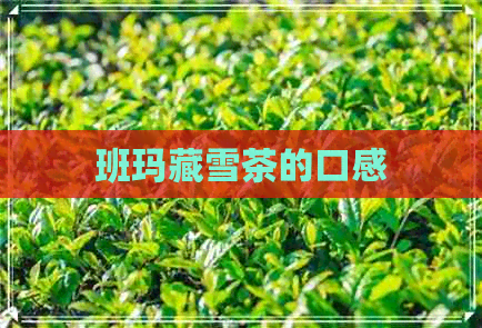 班玛藏雪茶的口感