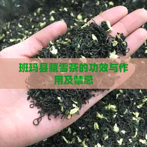 班玛县藏雪茶的功效与作用及禁忌