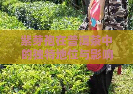 紫芽孢在普洱茶中的独特地位与影响：揭示其神秘功效与未知作用