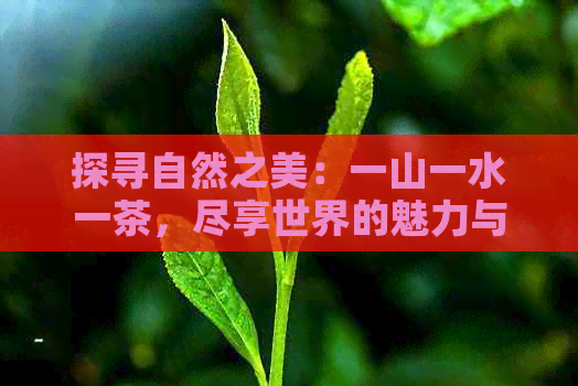 探寻自然之美：一山一水一茶，尽享世界的魅力与风情