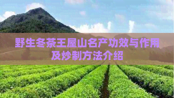 野生冬茶王屋山名产功效与作用及炒制方法介绍