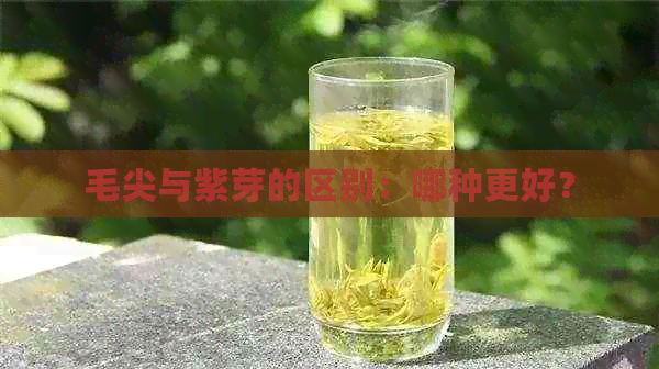 毛尖与紫芽的区别：哪种更好？