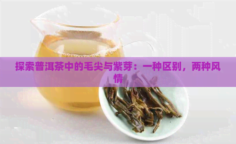 探索普洱茶中的毛尖与紫芽：一种区别，两种风情