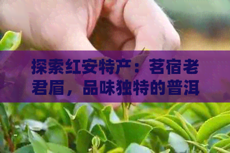 探索红安特产：茗宿老君眉，品味独特的普洱茶魅力