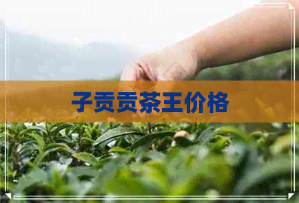 子贡贡茶王价格