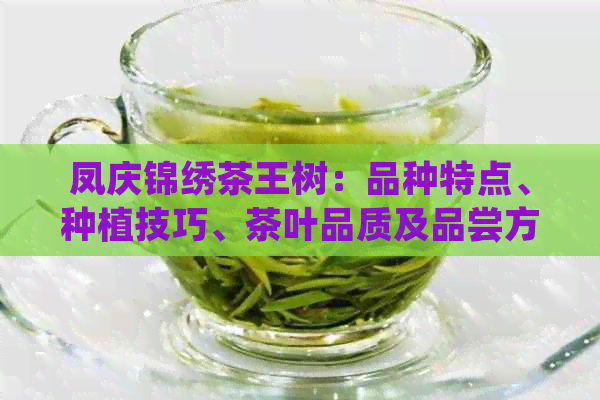 凤庆锦绣茶王树：品种特点、种植技巧、茶叶品质及品尝方法的全面解析