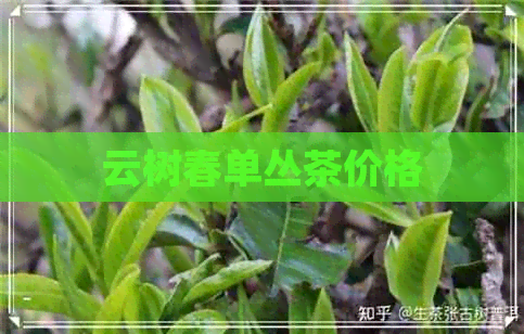 云树春单丛茶价格