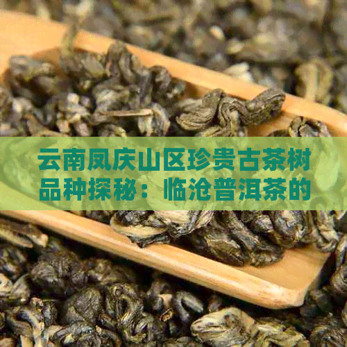 云南凤庆山区珍贵古茶树品种探秘：临沧普洱茶的源头之旅