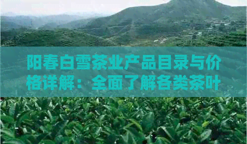 阳春白雪茶业产品目录与价格详解：全面了解各类茶叶的价格和特点