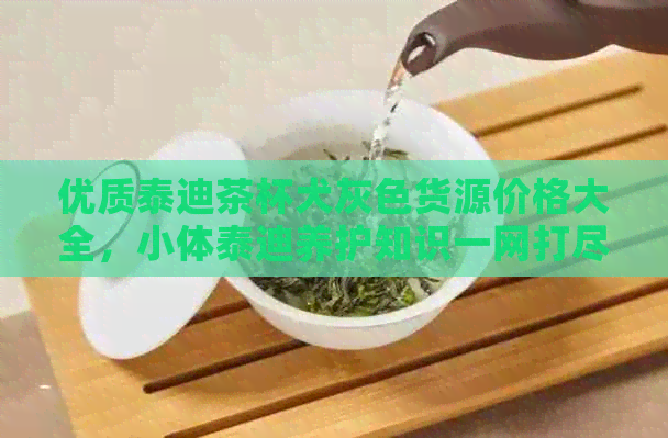 优质泰迪茶杯犬灰色货源价格大全，小体泰迪养护知识一网打尽