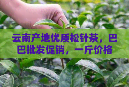 云南产地优质松针茶，巴巴批发促销，一斤价格实，品质保证！