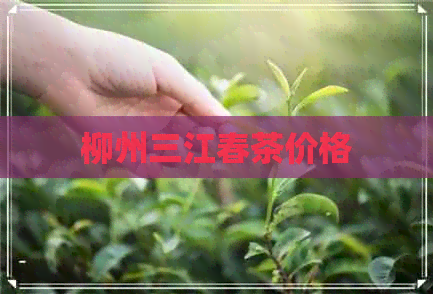 柳州三江春茶价格