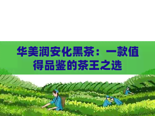 华美润安化黑茶：一款值得品鉴的茶王之选