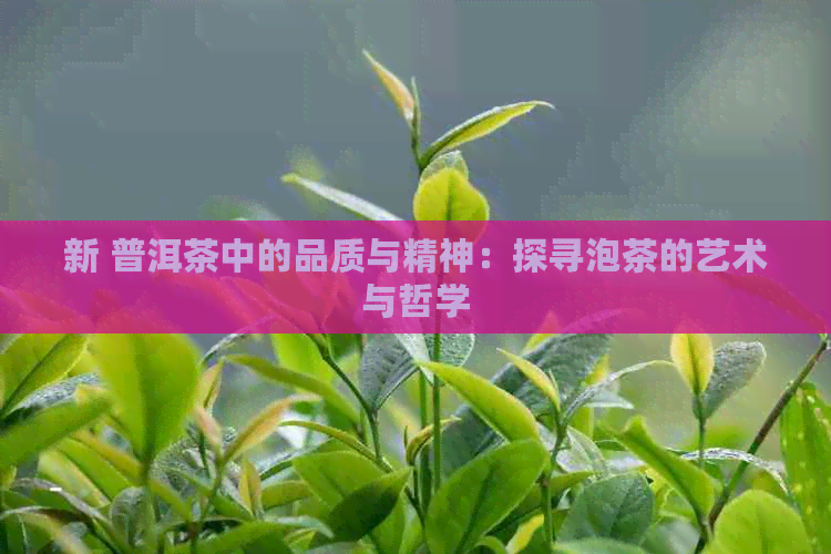 新 普洱茶中的品质与精神：探寻泡茶的艺术与哲学