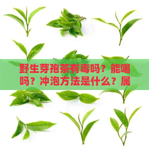 野生芽孢茶有吗？能喝吗？冲泡方法是什么？属于什么茶？