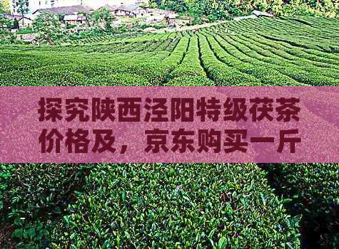 探究陕西泾阳特级茯茶价格及，京东购买一斤需多少钱？