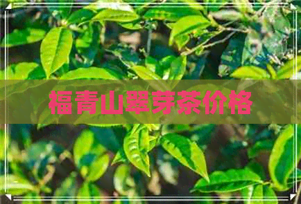 福青山翠芽茶价格