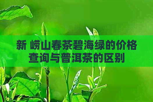 新 崂山春茶碧海绿的价格查询与普洱茶的区别