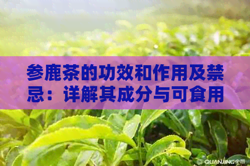 参鹿茶的功效和作用及禁忌：详解其成分与可食用性