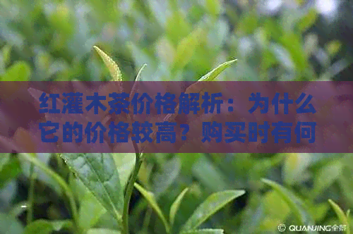 红灌木茶价格解析：为什么它的价格较高？购买时有何注意事项？