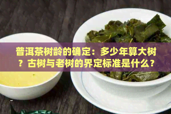 普洱茶树龄的确定：多少年算大树？古树与老树的界定标准是什么？