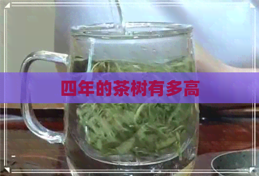 四年的茶树有多高