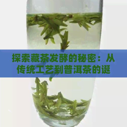 探索藏茶发酵的秘密：从传统工艺到普洱茶的诞生