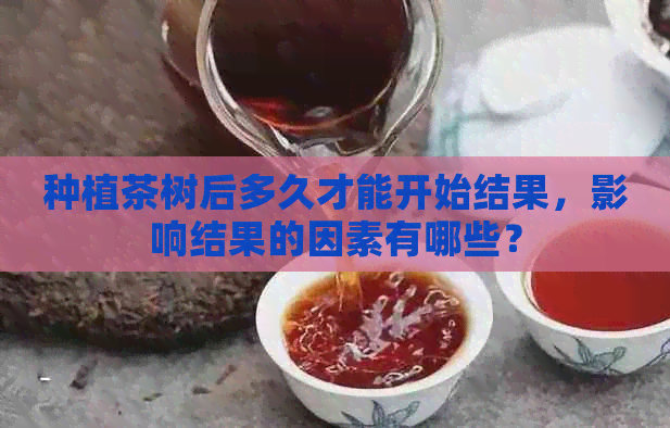 种植茶树后多久才能开始结果，影响结果的因素有哪些？