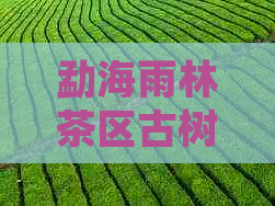 勐海雨林茶区古树茶叶查查